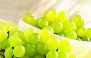 大热天浇花的影响：植物的夏天烦恼