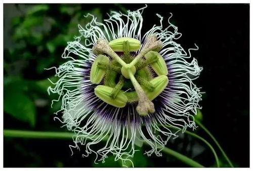 奇异花园的奇幻之旅