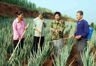 有机种植，绿色环保还是效果慢吞吞？