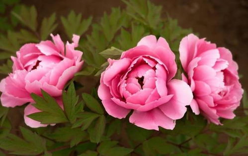 中国国花之谜，究竟是什么花