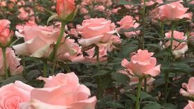 月季花名小故事