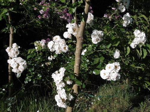 秋天和冬天的养护要点