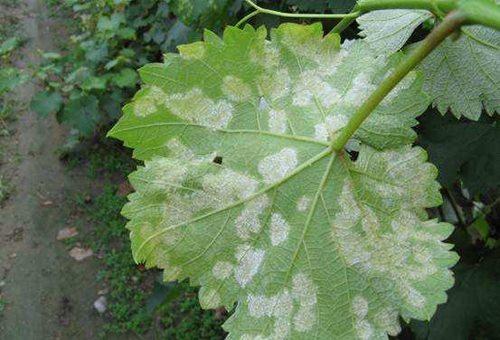 醚菌酯：葡萄霜霉病的克星