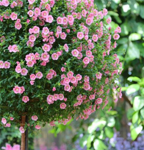 光照和浇水，得注意哦！