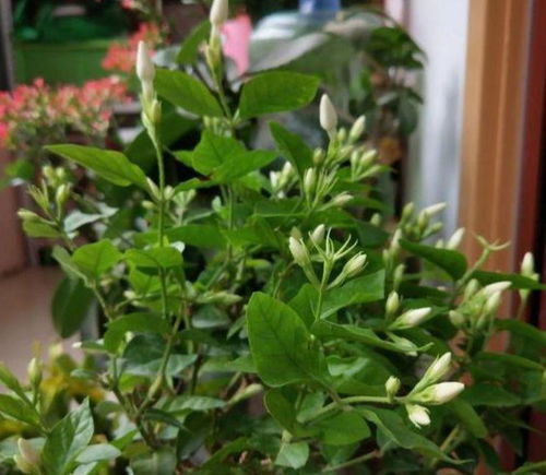 巧植茉莉，选阴凉