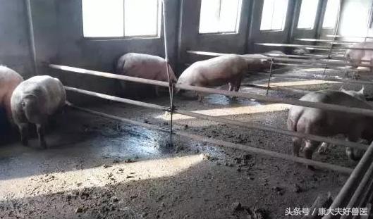 猪舍净化传胸肺炎病菌，保障养殖安全