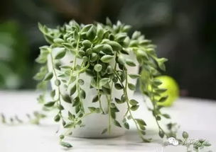 浇水，情人泪的“水分”需求