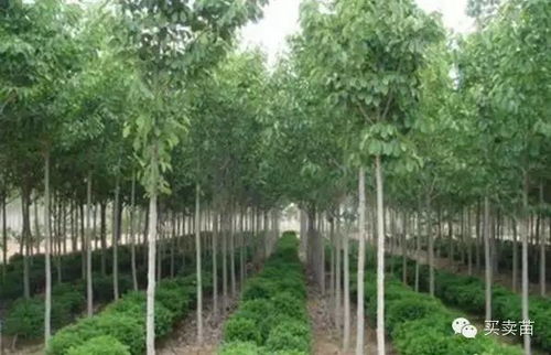 搞懂蓬径和冠幅，苗木种植so