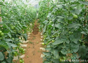 咯菌腈作为生根剂使用效果如何？安全吗？