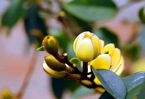 含笑花一年能开几次花？请详细介绍一下含笑花的养护方法