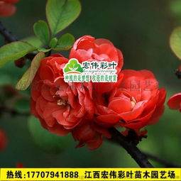 海棠树苗开花时间探秘