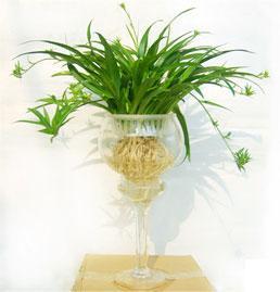 吊兰：净化空气的小嫩手