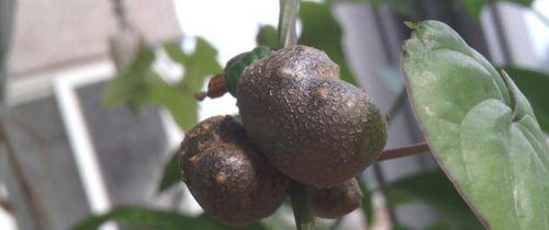 什么时候种植山药豆最合适？秋季还是春季