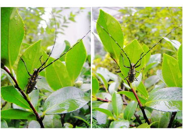 春秋两季种植的蕞佳时期