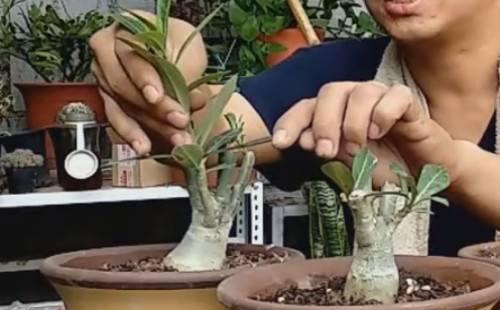 修剪要及时保持形态才美观