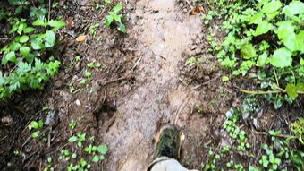 羊角拗， 耐旱耐寒的好帮手