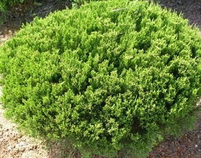 法国冬青树的常见三大病害及应对策略