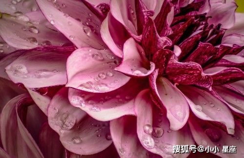 春心萌动，正逢种植心美之时