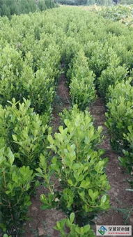 夏日炎炎， 移栽有难度