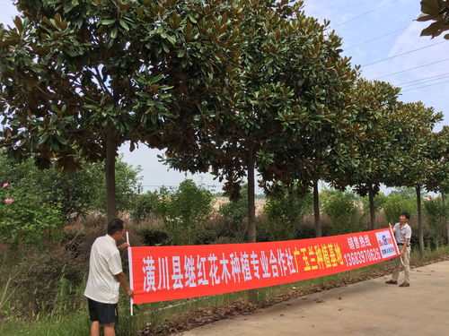 广玉兰种植：间距那些事儿