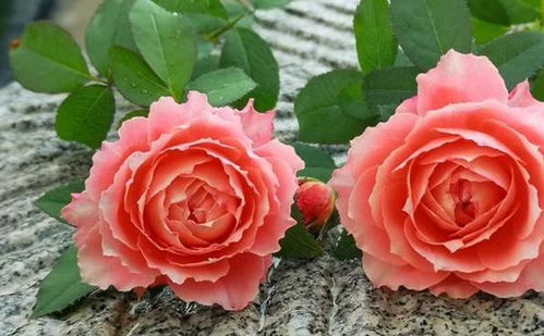 月季拱门的选择