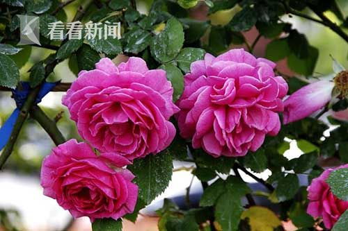 结绿珍：绿意与“闪电”的相似之处