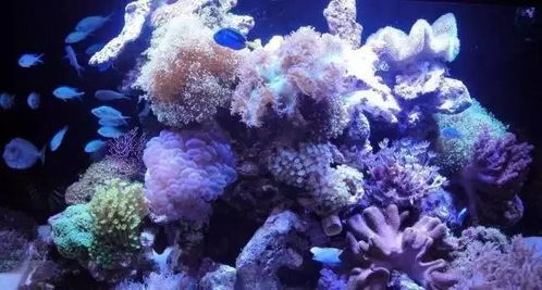 海菊花——海洋中的神秘花朵