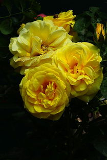 花团锦簇， 色彩斑斓