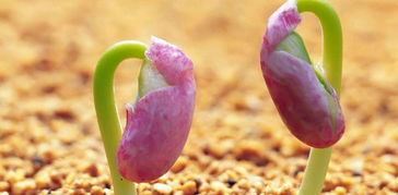 关键疑问：沙子湿度怎么控制才不出错？