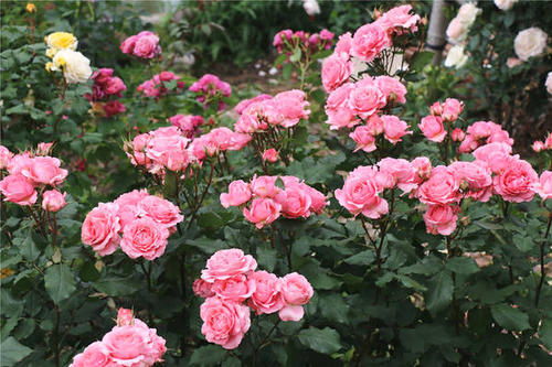 月季不开花的原因探究