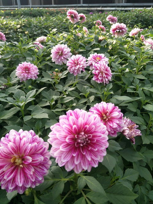 秋天花园的五彩斑斓