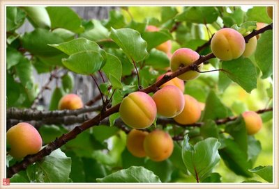 杏子种植的历史与魅力