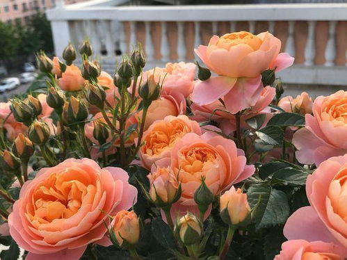 光光不够， 花苞打不开