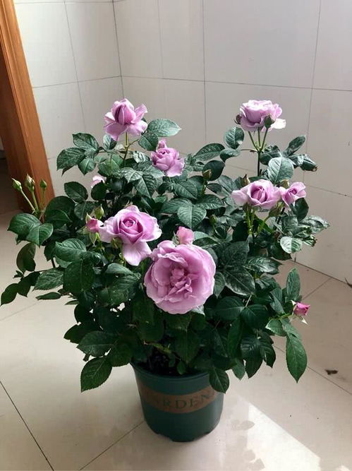 四、 月季花的病虫害防治