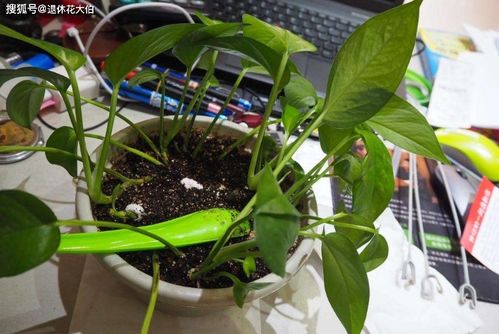 乱七八糟的土壤选择