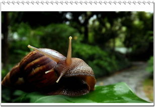 非洲蜗牛防治大揭秘：农药大比拼