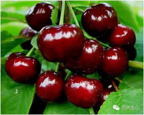 樱桃籽南北差异下的种植时间