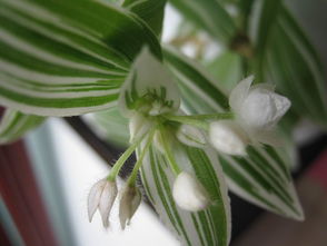 吊竹梅开花之谜：真的会开花吗？