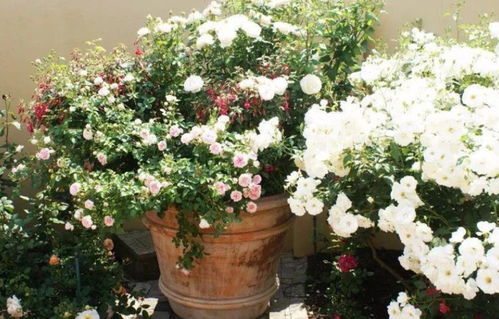 花期长，观赏价值高