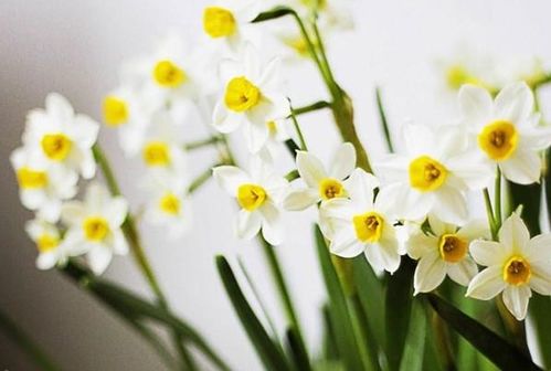 水仙花为何年年绽放，却总在凋零时悄然离去