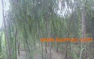 河北苗木公司哪家比较有实力