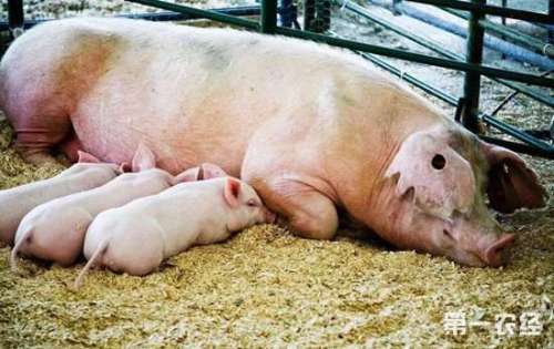 如何制定母猪空怀、妊娠、哺乳期的自配饲料配方？