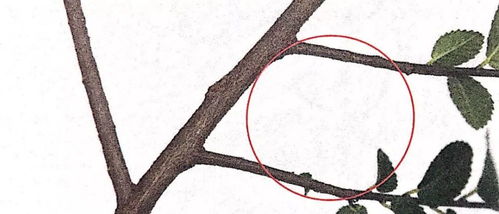 修剪技巧， 斜面切口是关键