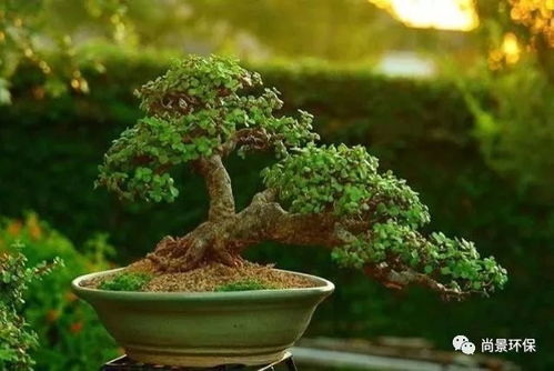 养出高价盆景，这10种花必藏！爆款花卉推荐！