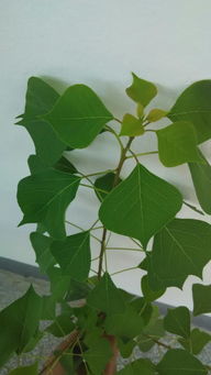 104种苗木， 名字和图片者阝在这里