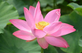水芙蓉如何通过分株繁殖？在养殖过程中有哪些注意事项和技巧