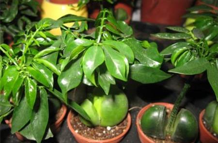 红果金栗兰寿命约5年，室内种植适宜