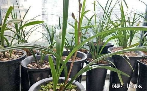 兰花长根的小秘密，我来告诉你！