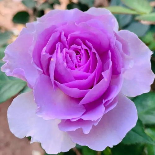 优化绿化，四季见彩