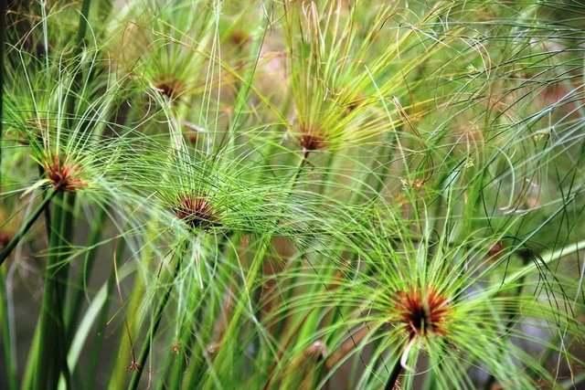 这种植物竟嫩替代棉花？